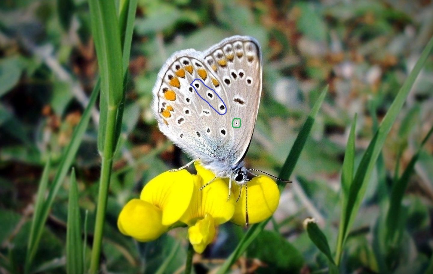 Polyommatus/Aricia?